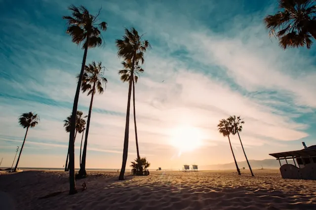 Palm trees on a sandy beach during sunset with a clear sky and ocean view in the background