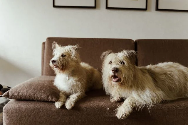 pet friendly furniture